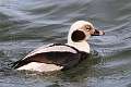 70: Duck - Long-tailed