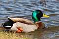 72: Duck - Mallard