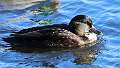 73: Duck - MallardxBlack Hybrid