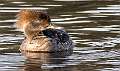 74: Duck - Merganser - Hooded-1