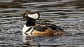 75: Duck - Merganser - Hooded-2
