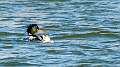 77: Duck - Merganser - Red-breasted-1
