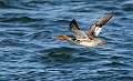 78: Duck - Merganser - Red-breasted-2