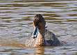 79: Duck - Northern Pintail female