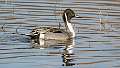 81: Duck - Northern Pintail-1