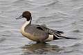 82: Duck - Northern Pintail