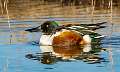 83: Duck - Northern Shoveler-1