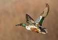 85: Duck - Northern Shoveler-3