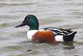 86: Duck - Northern Shoveler
