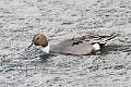 80: Duck - Northern pintail male