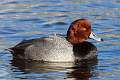 88: Duck - Redhead male