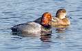 89: Duck - Redhead-1