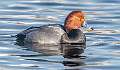 90: Duck - Redhead-2