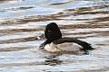 91: Duck - Ring-necked 2