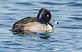 92: Duck - Ring-necked-1