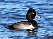 93: Duck - Ring-necked