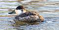 95: Duck - Ruddy-1