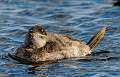 96: Duck - Ruddy-2