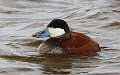 97: Duck - Ruddy