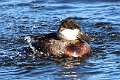 94: Duck - ruddy male