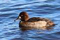 98: Duck-  Greater Scaup female 1st year