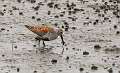 100: Dunlin