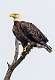 101: Eagle - Bald-1
