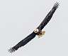 102: Eagle - Bald-2