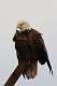 103: Eagle - Bald