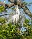 104: Egret - Great-1