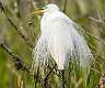 105: Egret - Great-2
