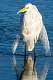 106: Egret - Great-3