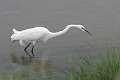 107: Egret - Great