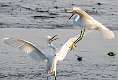 108: Egret - Snowy-1