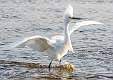 109: Egret - Snowy-2