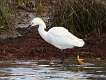 110: Egret - Snowy