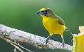 111: Euphonia - Thick-billed-1