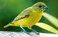 112: Euphonia - White-lored -1