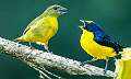 113: Euphonia - Yellow-throated-1