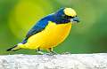 114: Euphonia - Yellow-throated-2