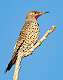 121: Flicker - Northern-Red Safted-1
