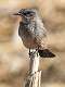 123: Flycatcher - Gray-1