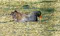 124: Gallinule - Common-1