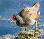 125: Gallinule - Common-2