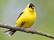 126: Goldfinch - American-1