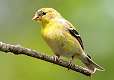 127: Goldfinch - American-2