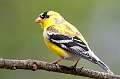 128: Goldfinch - American-3