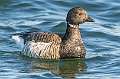 131: Goose - Brant-1