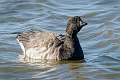 132: Goose - Brant-2-2