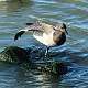 133: Goose - Brant-2